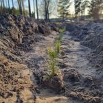 «Посади Лес» в Курганской области